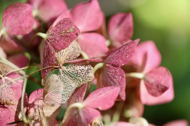 hydrangeas-9179924_640